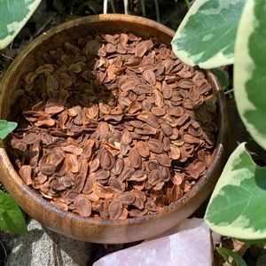 Common Milkweed -organic milkweed seeds